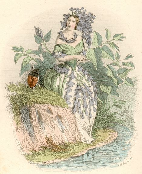 Blumengeister: Hollunder