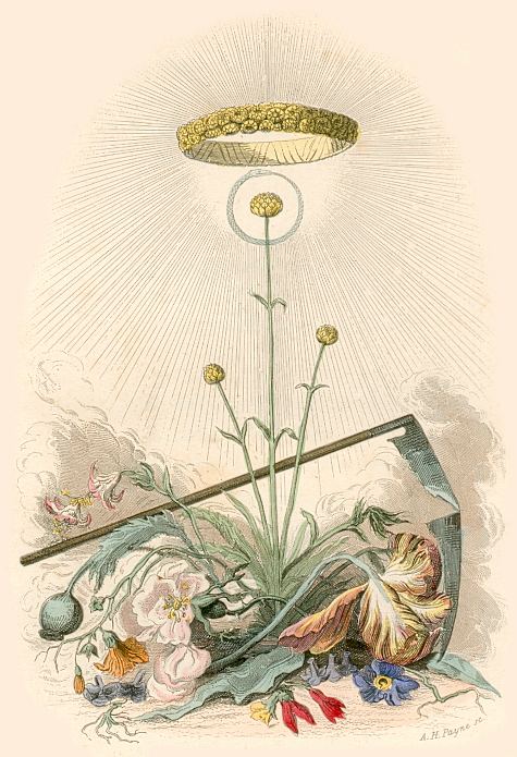 Blumengeister: Immortelle