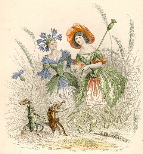 Blumengeister: Kornblume