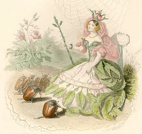 Blumengeister: Rose