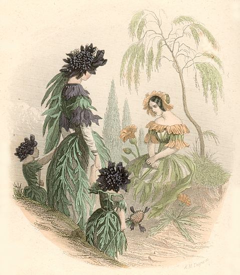 Blumengeister: Totenblume und Scabiose