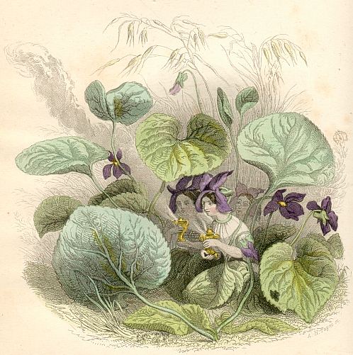 Blumengeister: Veilchen